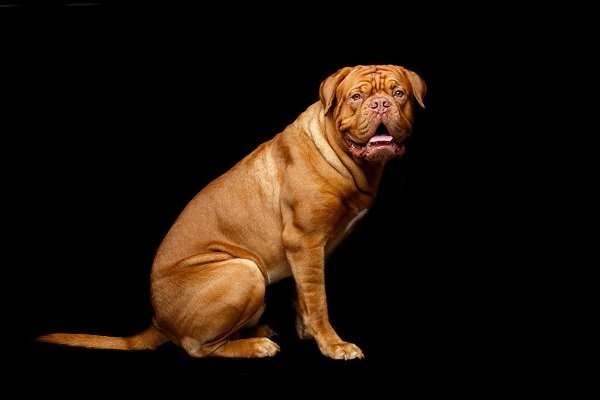 Dogue De Bordeaux Appearance