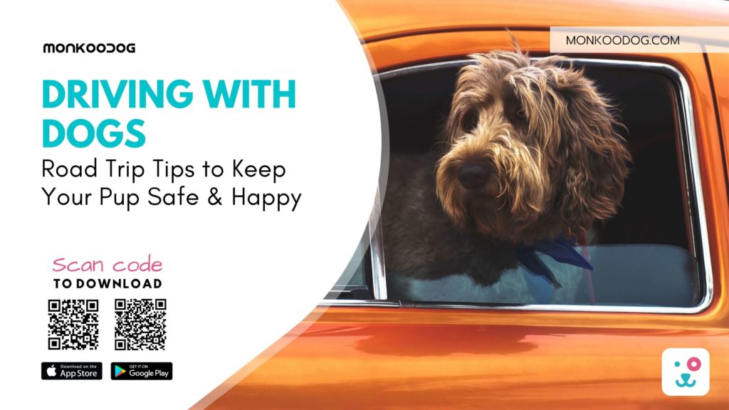 Driving with Dogs Road Trip Tips to Keep Your Pup Safe & Happy.
