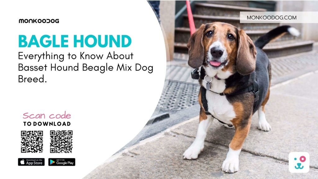 Everything to Know About Basset Hound Beagle Mix Dog Breed