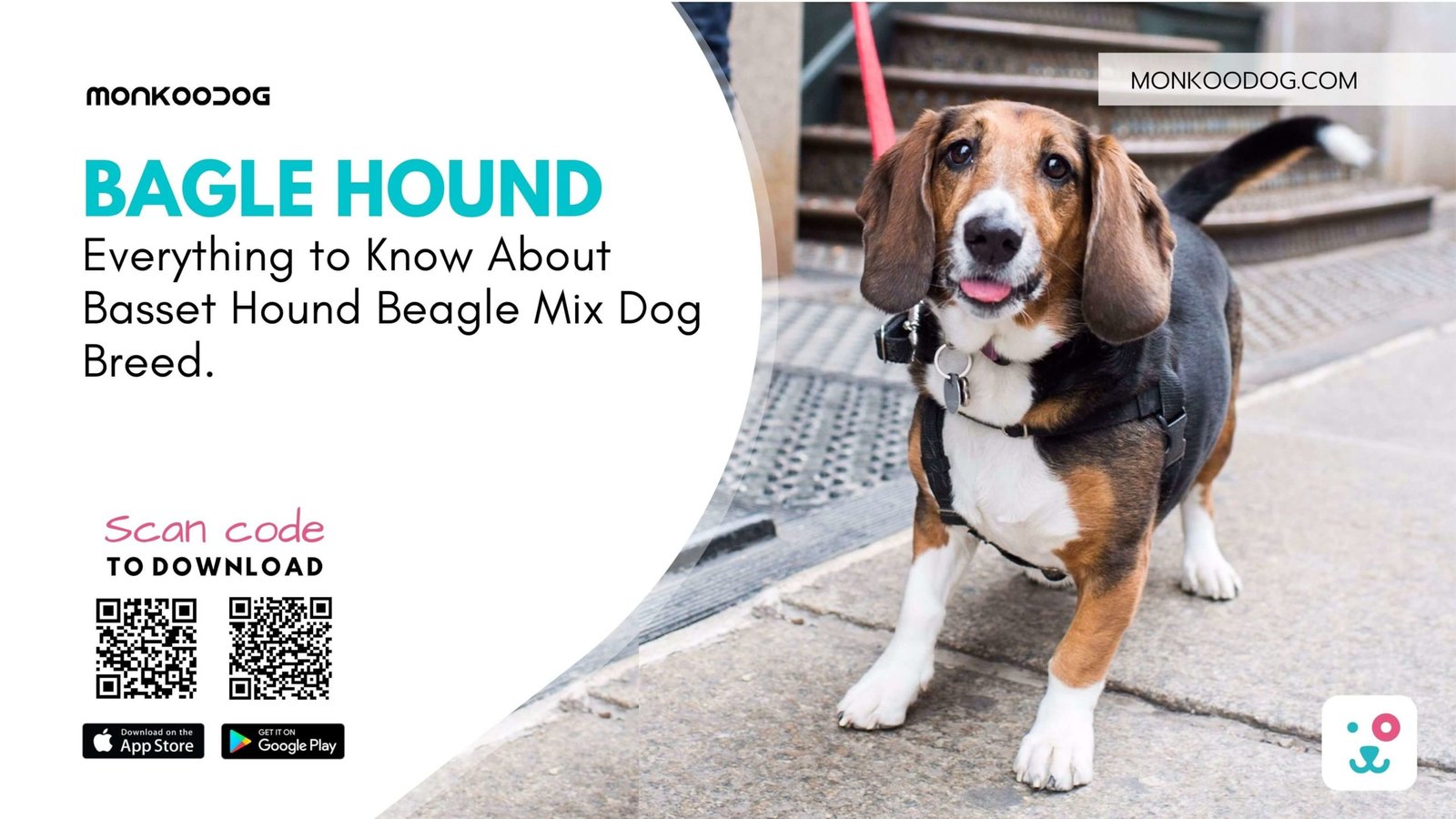 Everything to Know About Basset Hound Beagle Mix Dog Breed