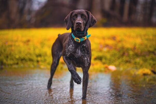 German Shorthaired Pointer