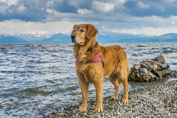 Golden Retriever