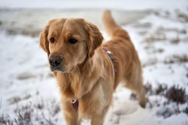 Golden Retriever