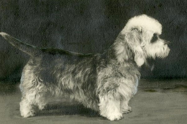 Dandie Dinmont Terrier History