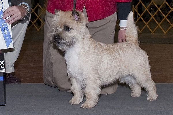 How Often Should I Groom My Cairn Terrier