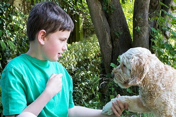 Is Cockapoo a Family Dog?