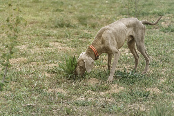 Is It Harmful to Dogs to Eat Poop?