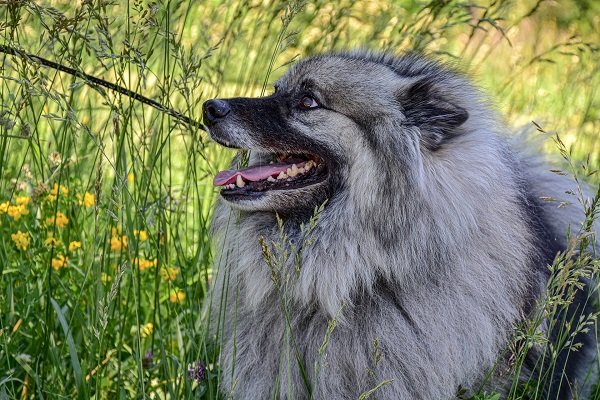 Keeshond Smartest Dog Breeds