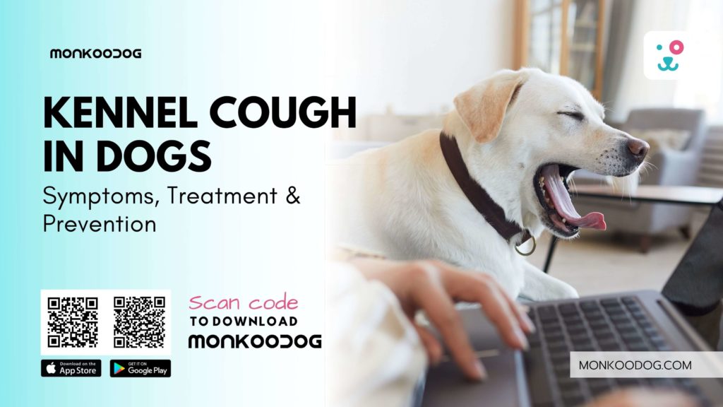 Kennel Cough in Dogs – Symptoms, Treatment & Prevention