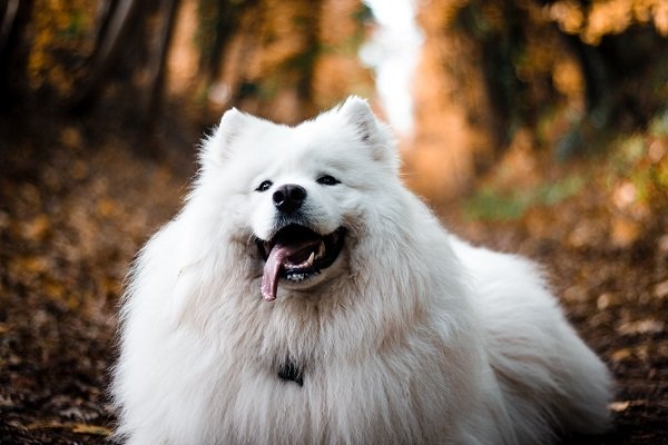 Naming a Beautiful White Dog, a Final Word