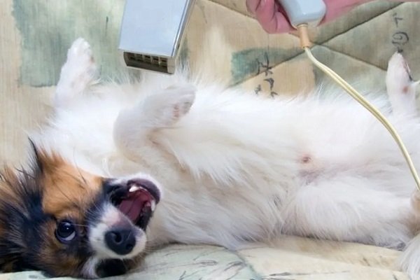 Papillon Dogs Grooming