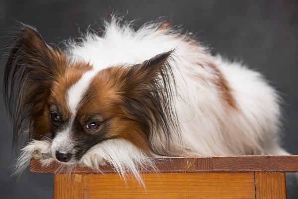 Papillon Dogs Heart Diseases