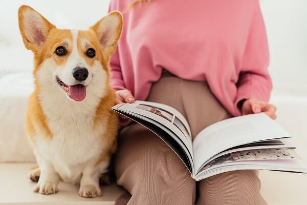 Pembroke Welsch Corgi