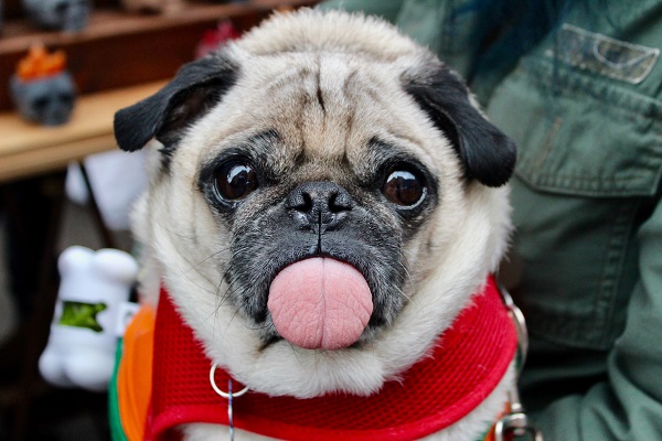 Pug Personality and Temperament
