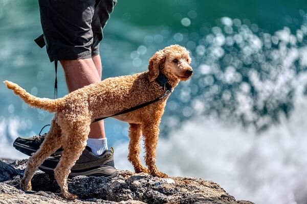 Poodle - The Waterfowl Hunter