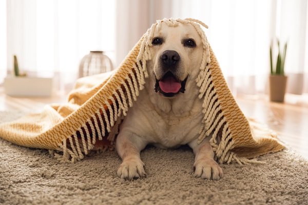 Provide Your Dog with A Safe Den