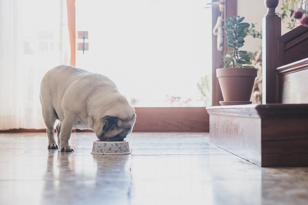 Diet and Nutrition