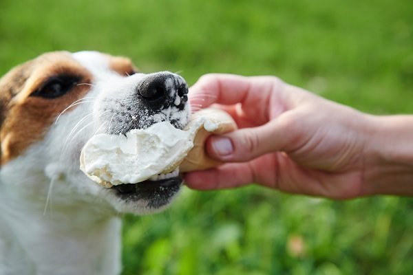 Russell Terrier Eating Food