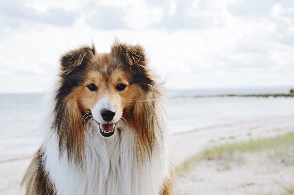 Shetland Sheepdog