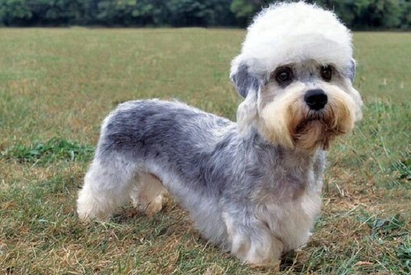 Dandie Dinmont Terrier - History, Size, Health And More | Monkoodog