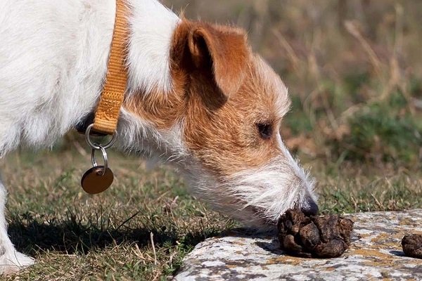 why are my dogs eating their poop