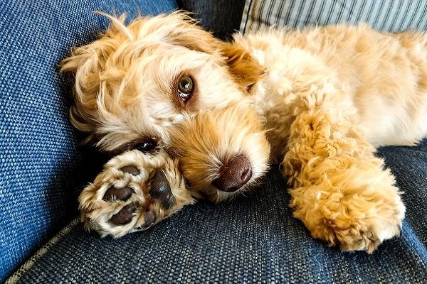 Temperament and Personality