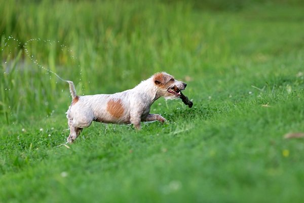 3. Jack Russell Terrier | Fastest Dog Breeds