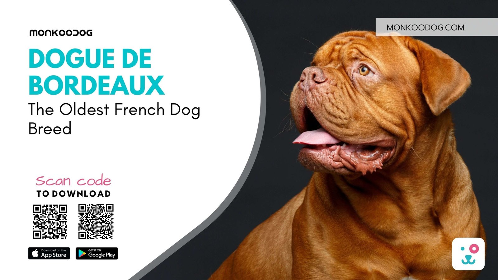 Dogue De Bordeaux