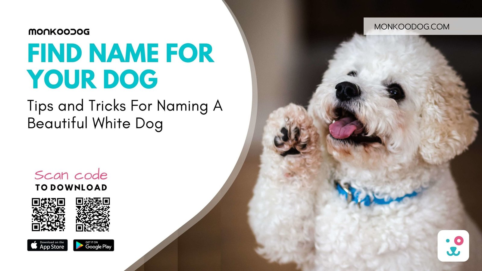Tips and Tricks For Naming A Beautiful White Dog