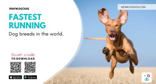 Top 9 Fastest Dog Breeds in the World