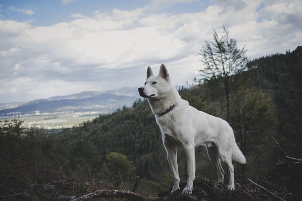 Use Nicknames | White Dog