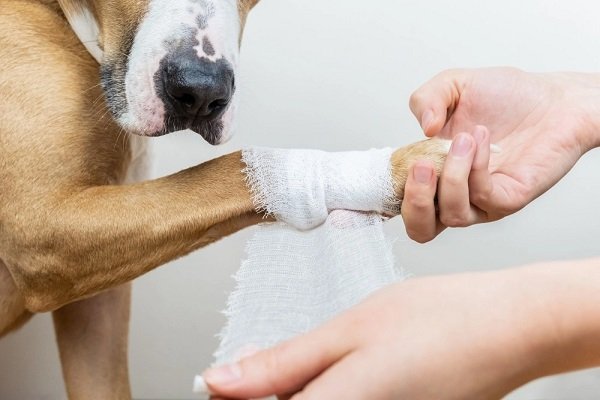 What Are the Uses of Neosporin for your Dogs?