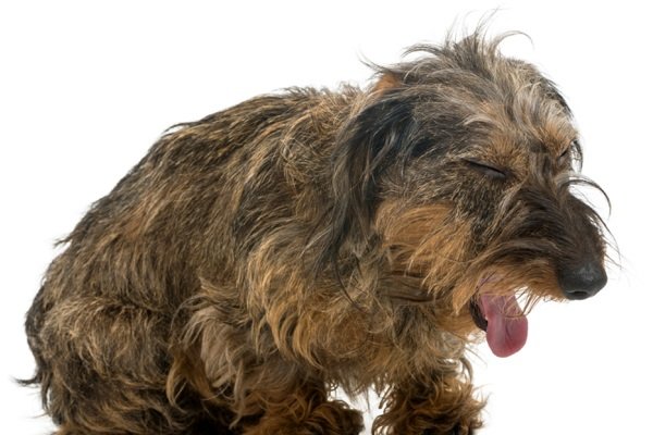 What Causes Kennel Cough in Dogs?