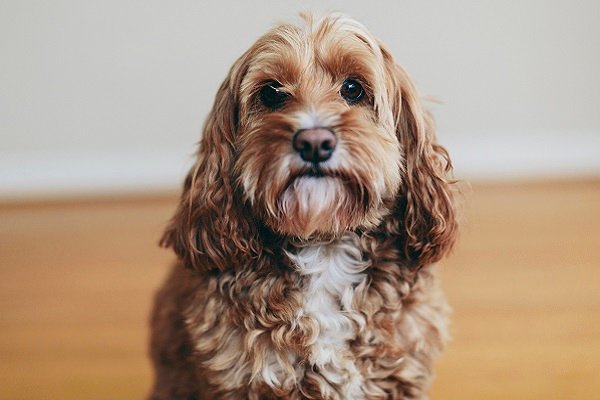 What Will My Cockapoo Look Like?