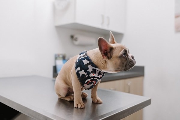 When to See the Vet? | Dog Limping