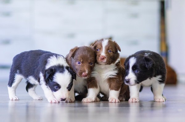 Why Are Little Puppies More Prone to Eating Poop?