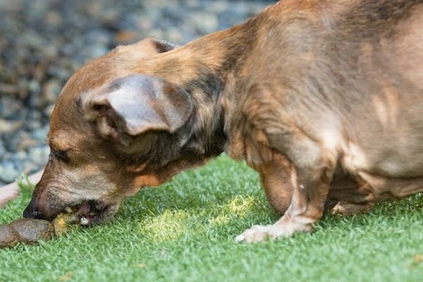 Why Do Dogs Eat Poop?