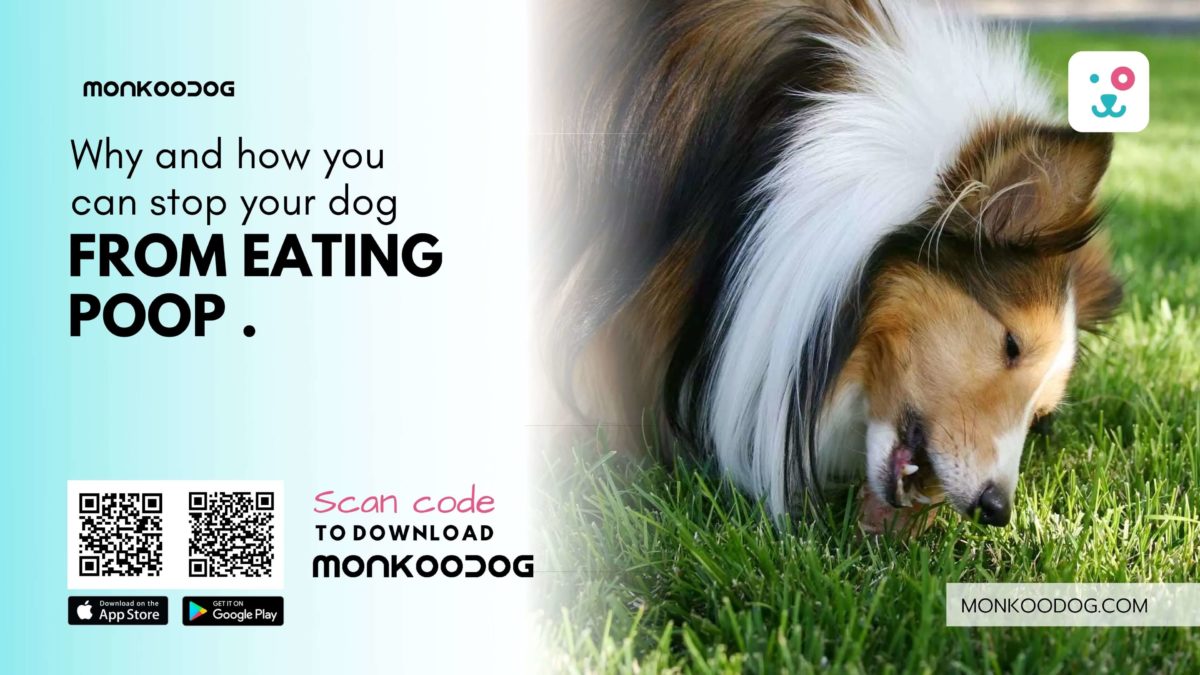 Why Do Dogs Eat Poop? Can We Make Them Stop Doing It?