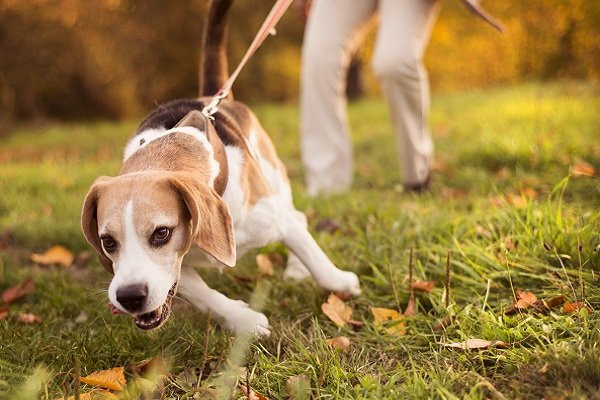 Why Is Walking Your Dog Important?