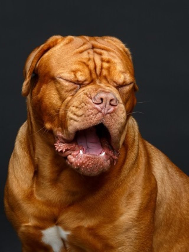All Information On Dogue De Bordeaux: The Oldest French Dog Breed