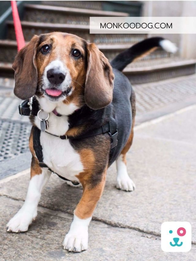 Everything To Know About Basset Hound Beagle Mix