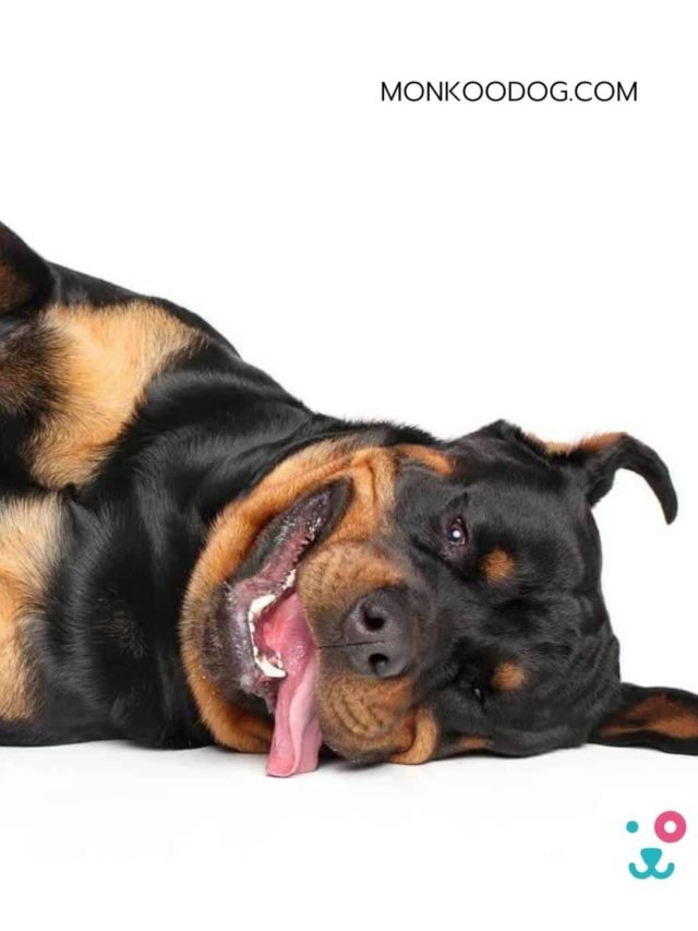 Top 20 Smartest Dog Breeds in the World Monkoodog