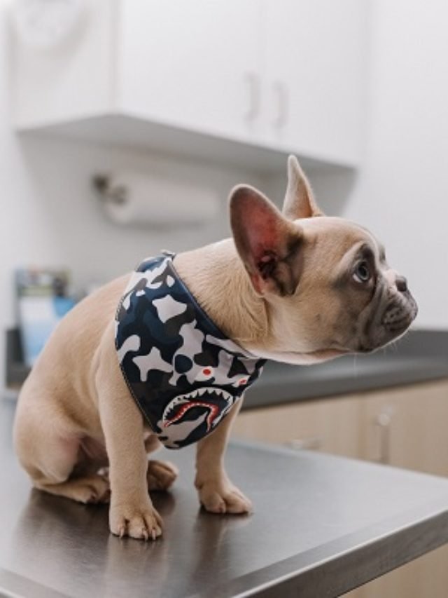 Is Your Dog Limping? How Can You Help Them? Way Forward To Treating