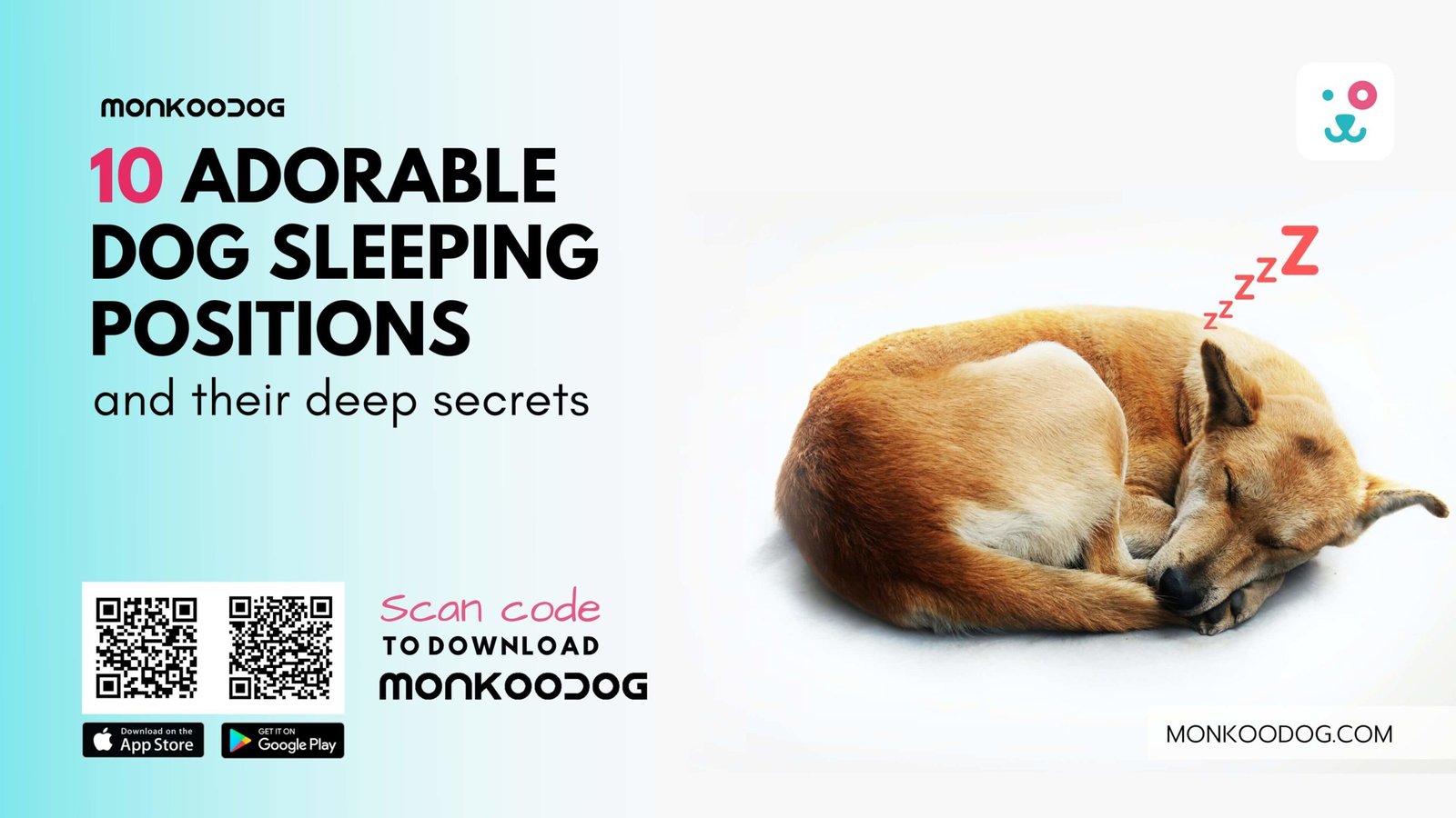 Dog Sleeping Positions and Their Deep Secrets | Monkoodog