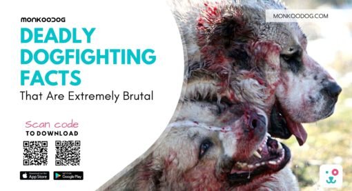 10 Deadly Dogfighting Facts That Are Extremely Brutal