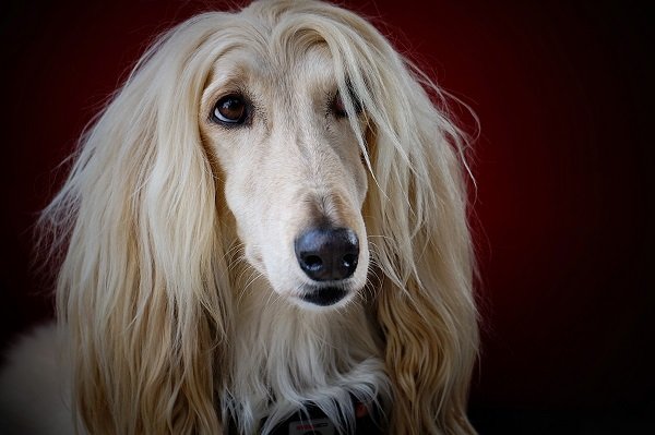 Afghan Hound | Oldest Dog Breeds