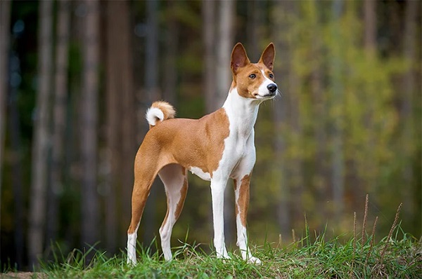 Basenji | Hound Dog Breeds