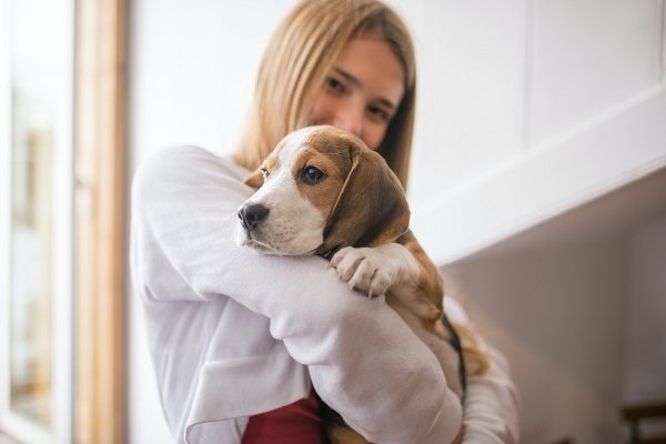 Beagle | Dogs for Senior Citizens