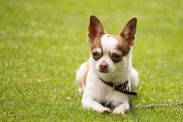 Chihuahua | Dogs for Senior Citizens