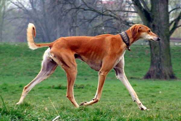 Chinese Saluki | Oldest Dog Breeds